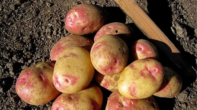 Посадка и выращивание картофеля сорта Леди Клер